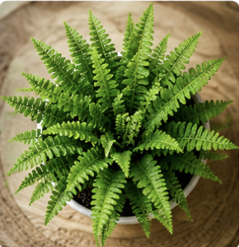 # Boston Fern (Nephrolepis Exaltata)